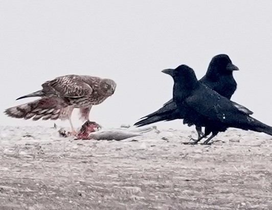 זרון אמריקני - ML646962884