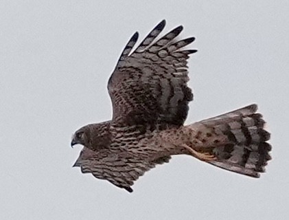 זרון אמריקני - ML646962885