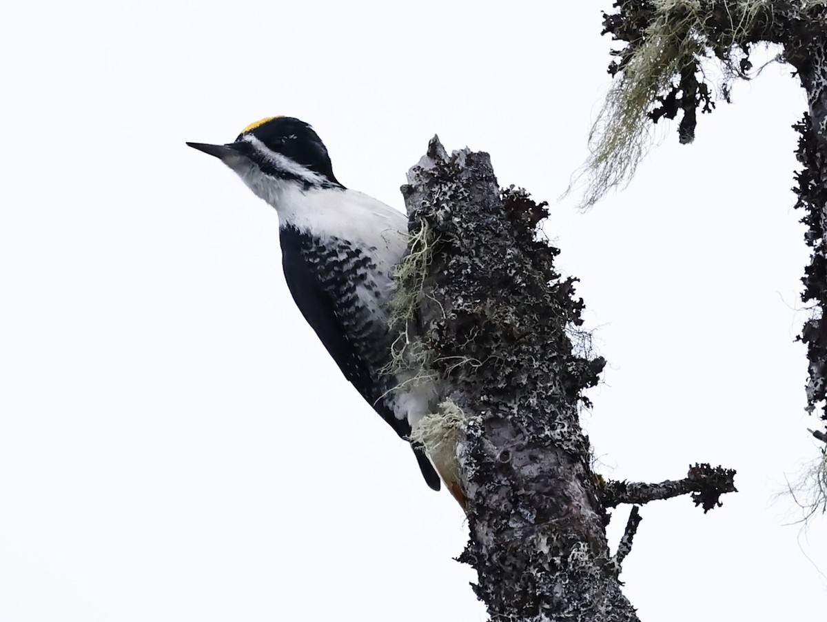 svartryggspett - ML646962888