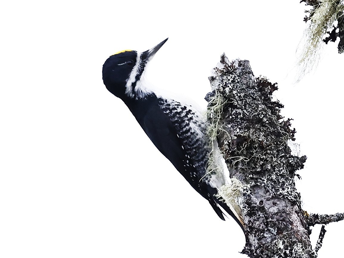 svartryggspett - ML646962889