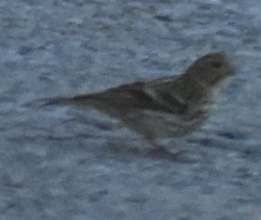 Serin cini - ML646962891