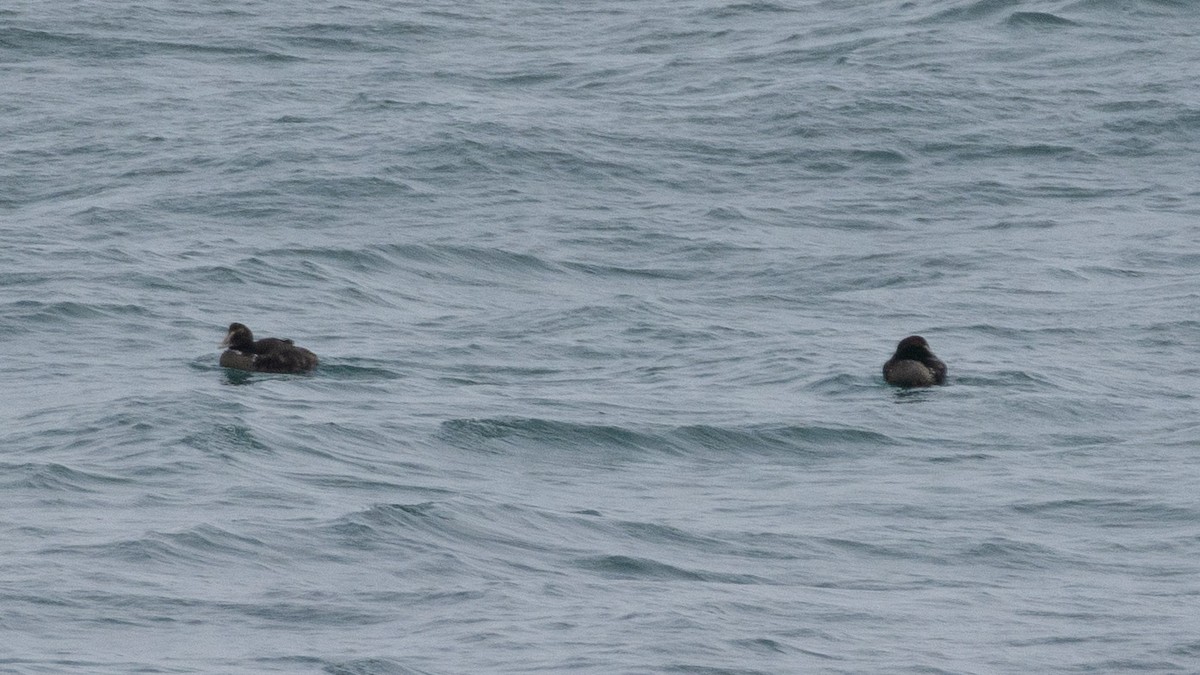 Common Eider - ML646962895