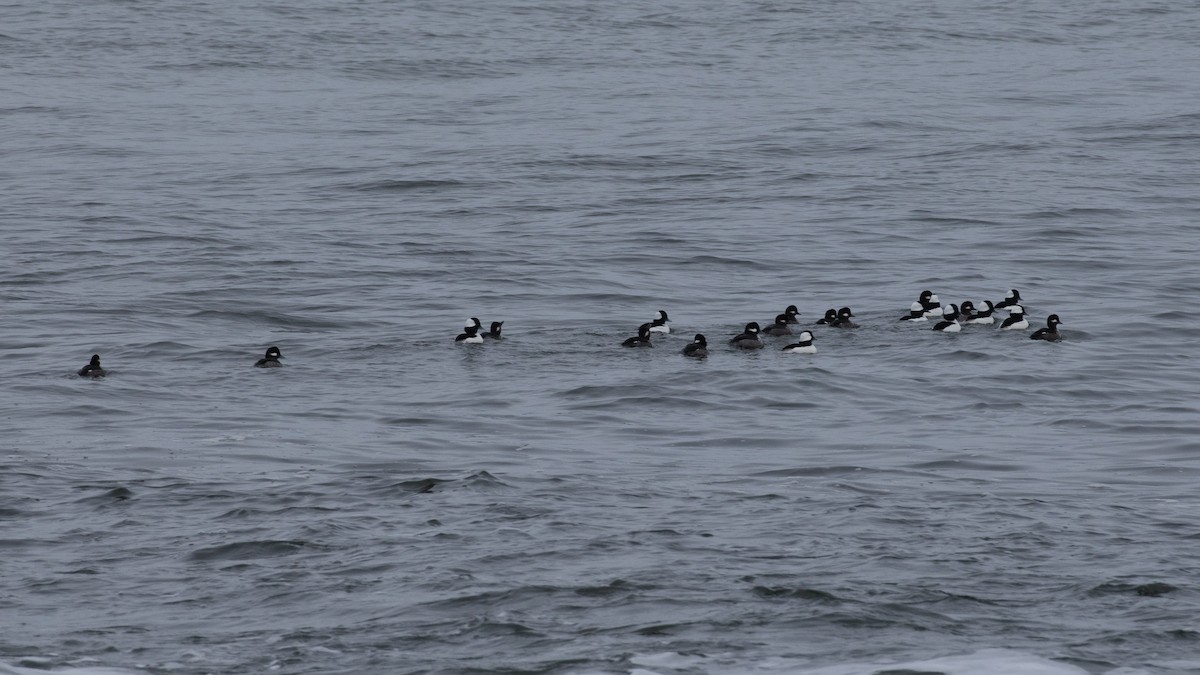 Bufflehead - ML646962897