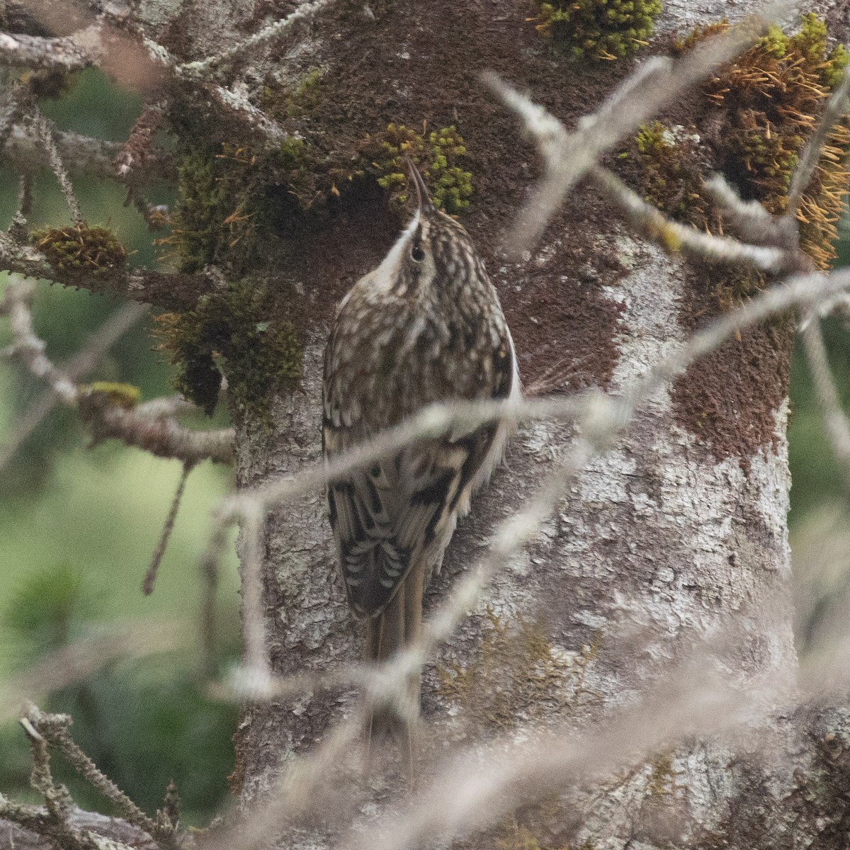 Brown Creeper - ML646962900