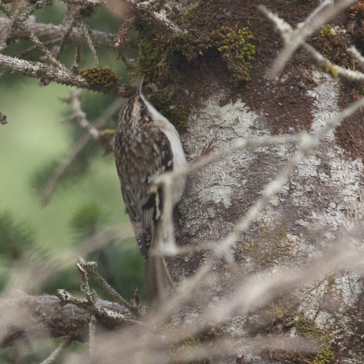 Brown Creeper - ML646962901