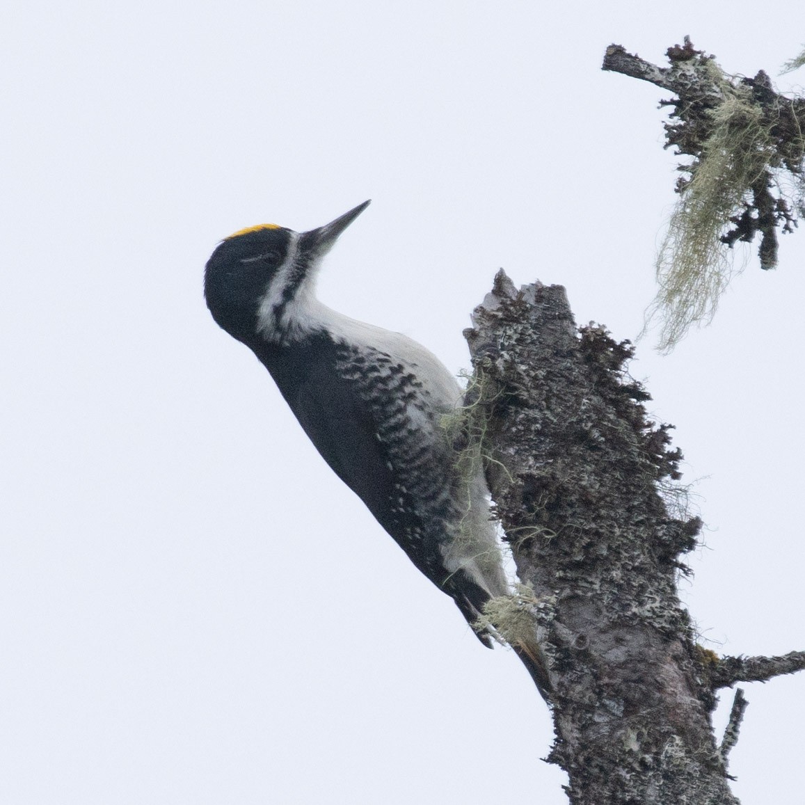 Black-backed Woodpecker - ML646962905
