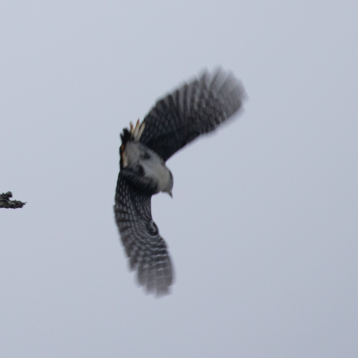Black-backed Woodpecker - ML646962906