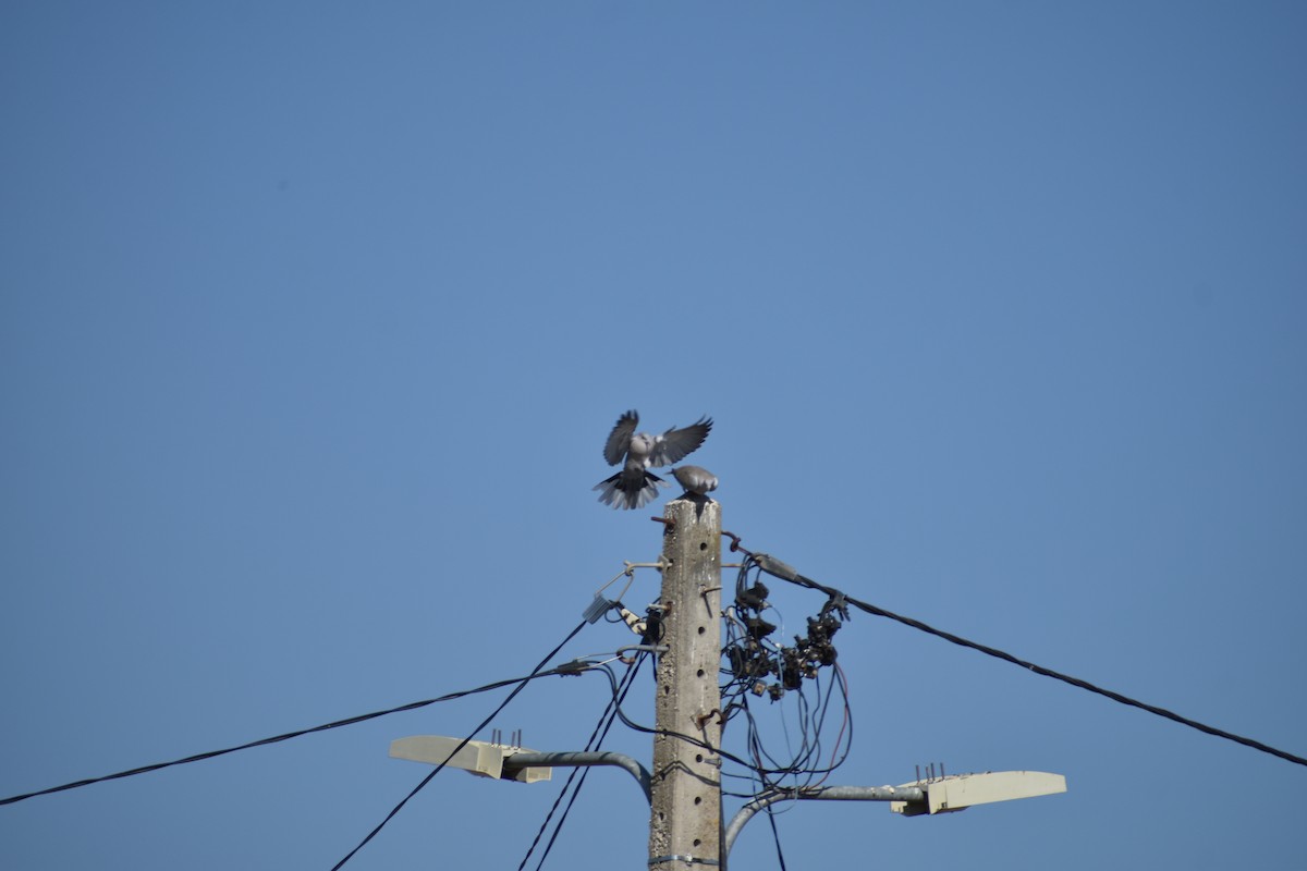 Eurasian Collared-Dove - ML646962908