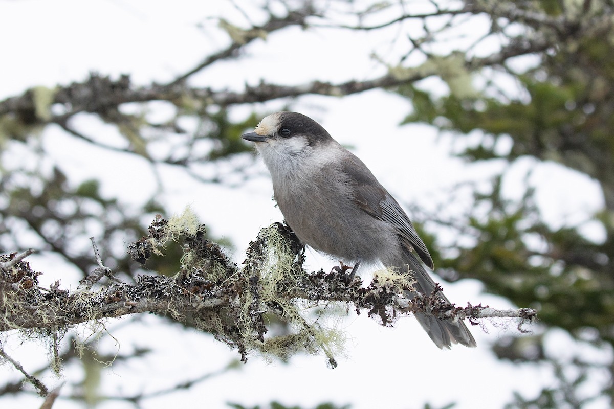 Canada Jay - ML646962910