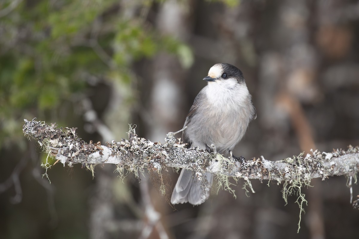 Canada Jay - ML646962911