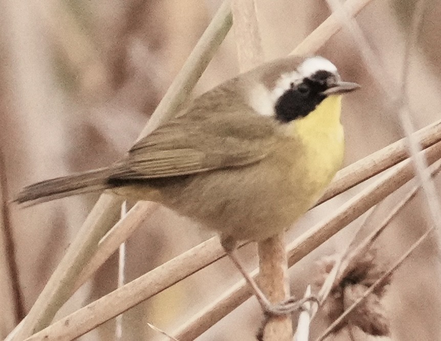 Common Yellowthroat - ML646962912