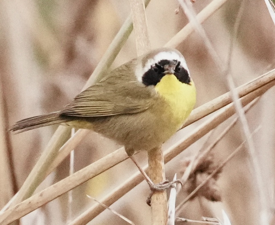 Common Yellowthroat - ML646962913