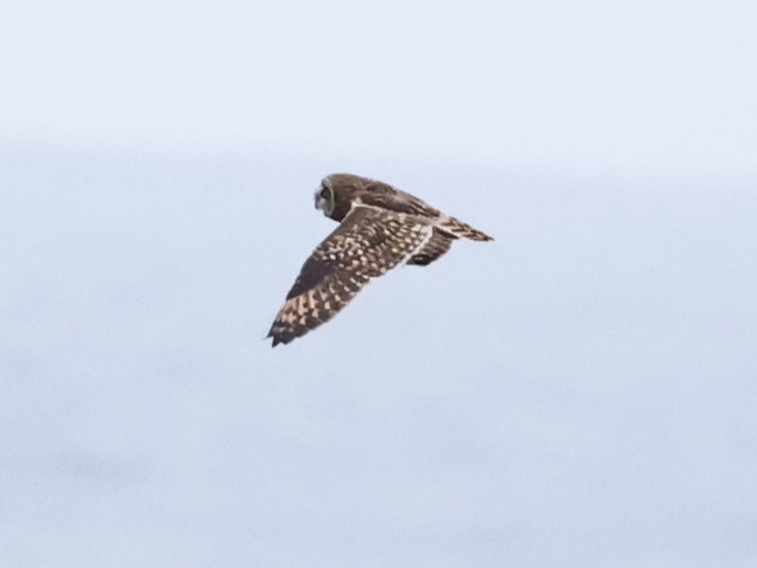 Short-eared Owl - ML646962914