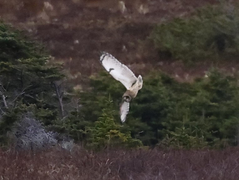 Short-eared Owl - ML646962915