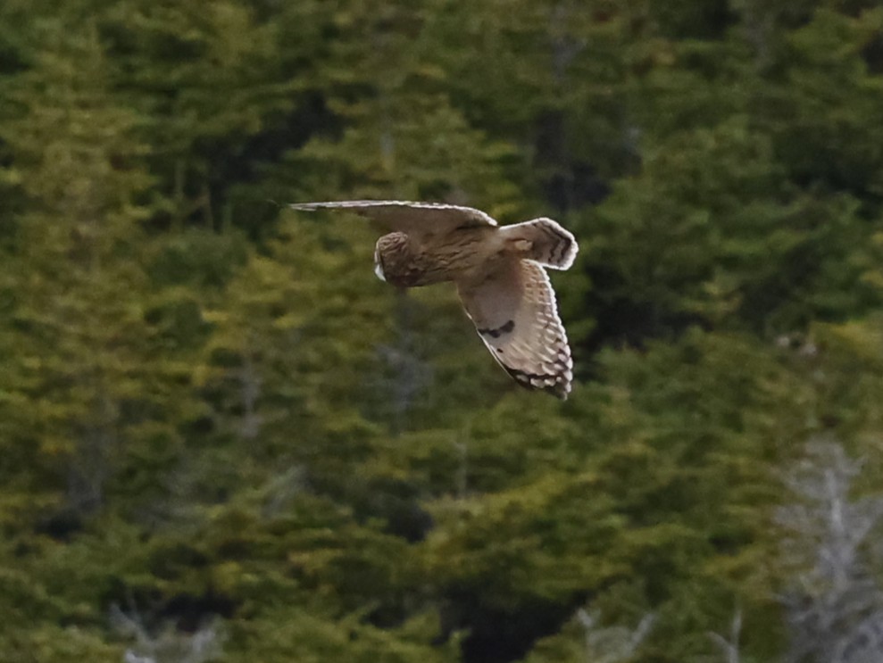 Short-eared Owl - ML646962916