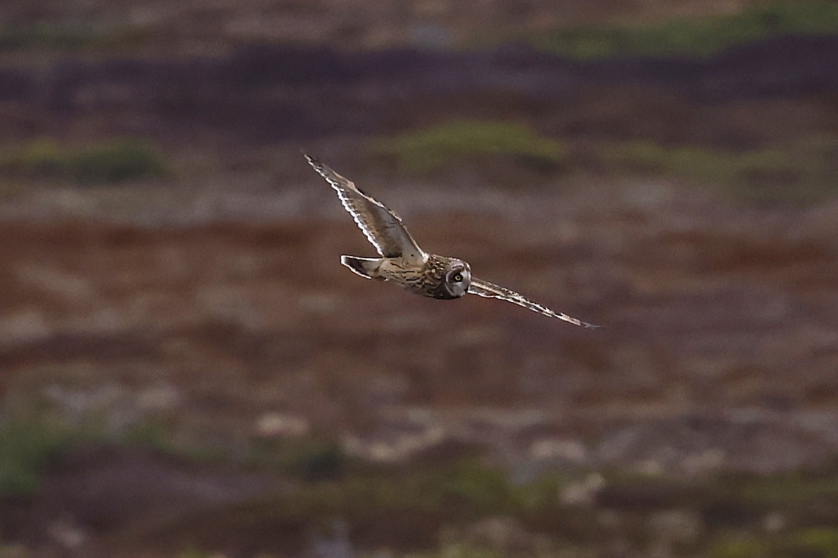 Short-eared Owl - ML646962917