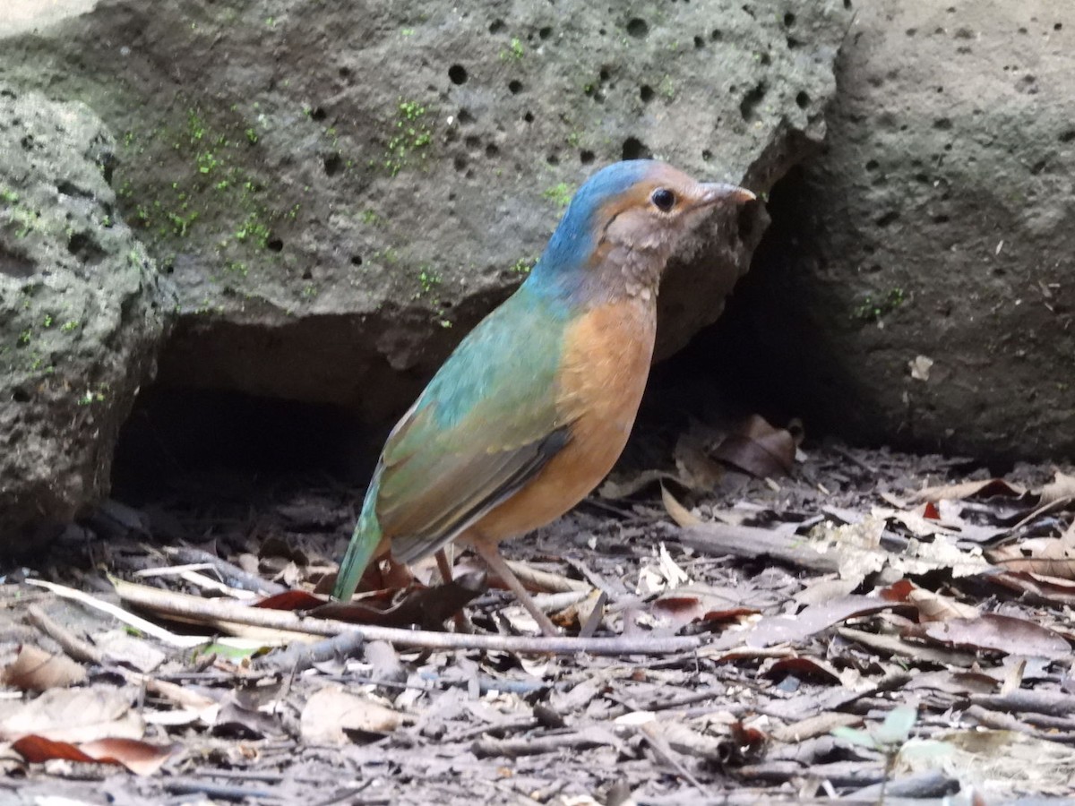 Blue-rumped Pitta - ML646962918