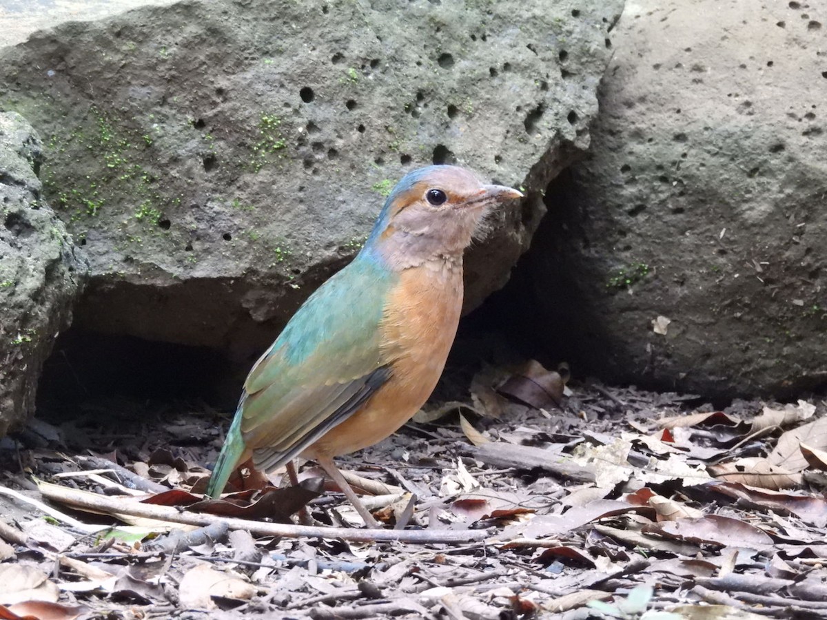 Blue-rumped Pitta - ML646962919