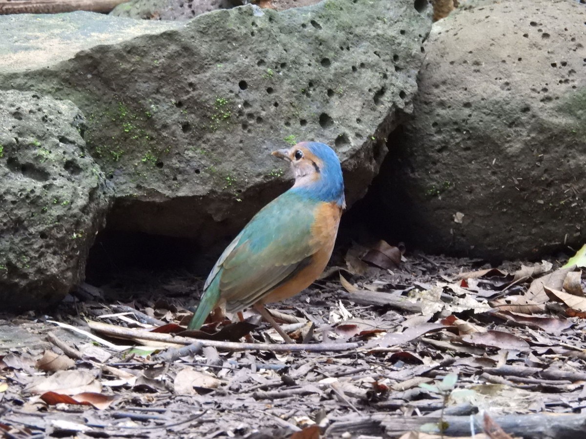 Blue-rumped Pitta - ML646962920