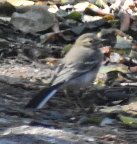 White Wagtail - ML646962921