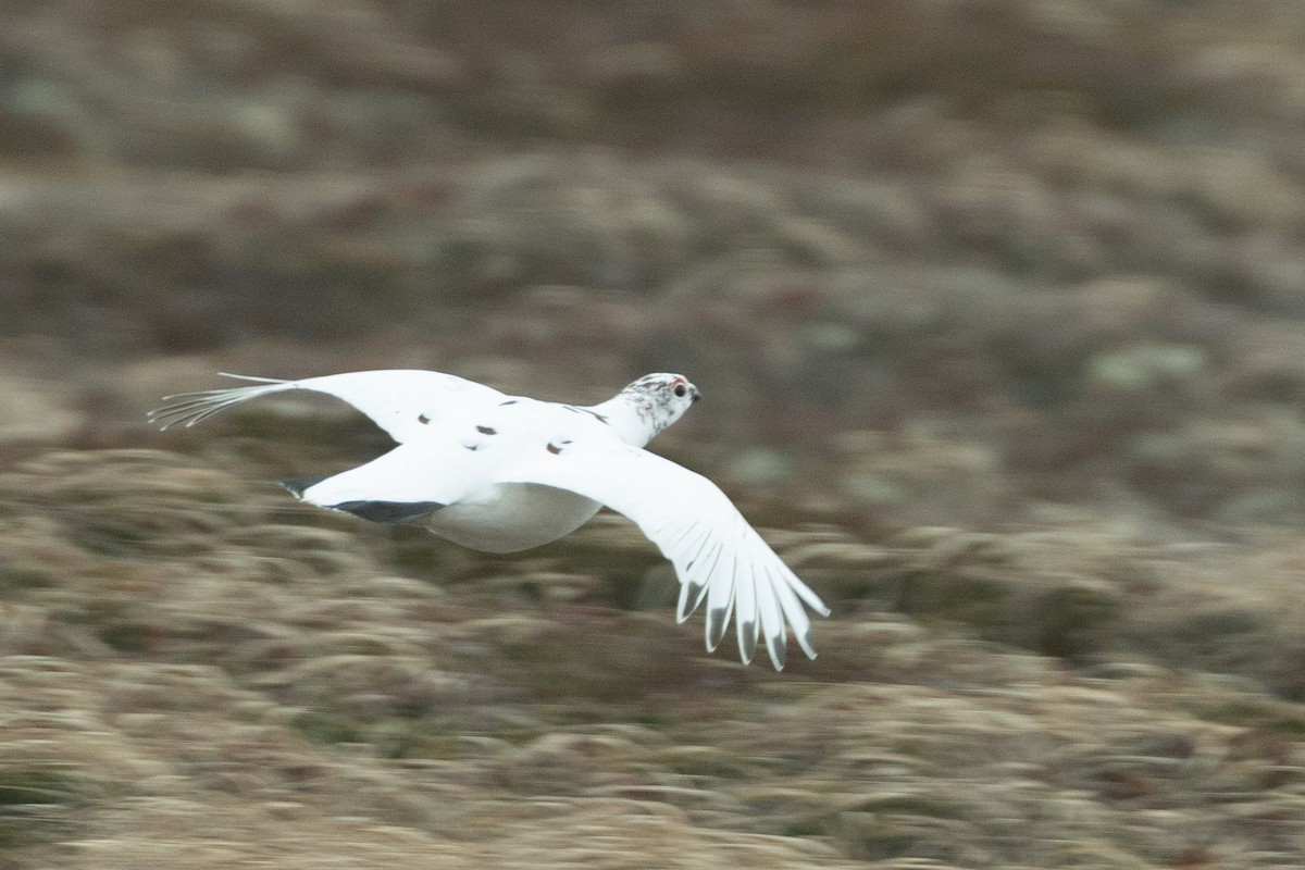 Willow Ptarmigan - ML646962922
