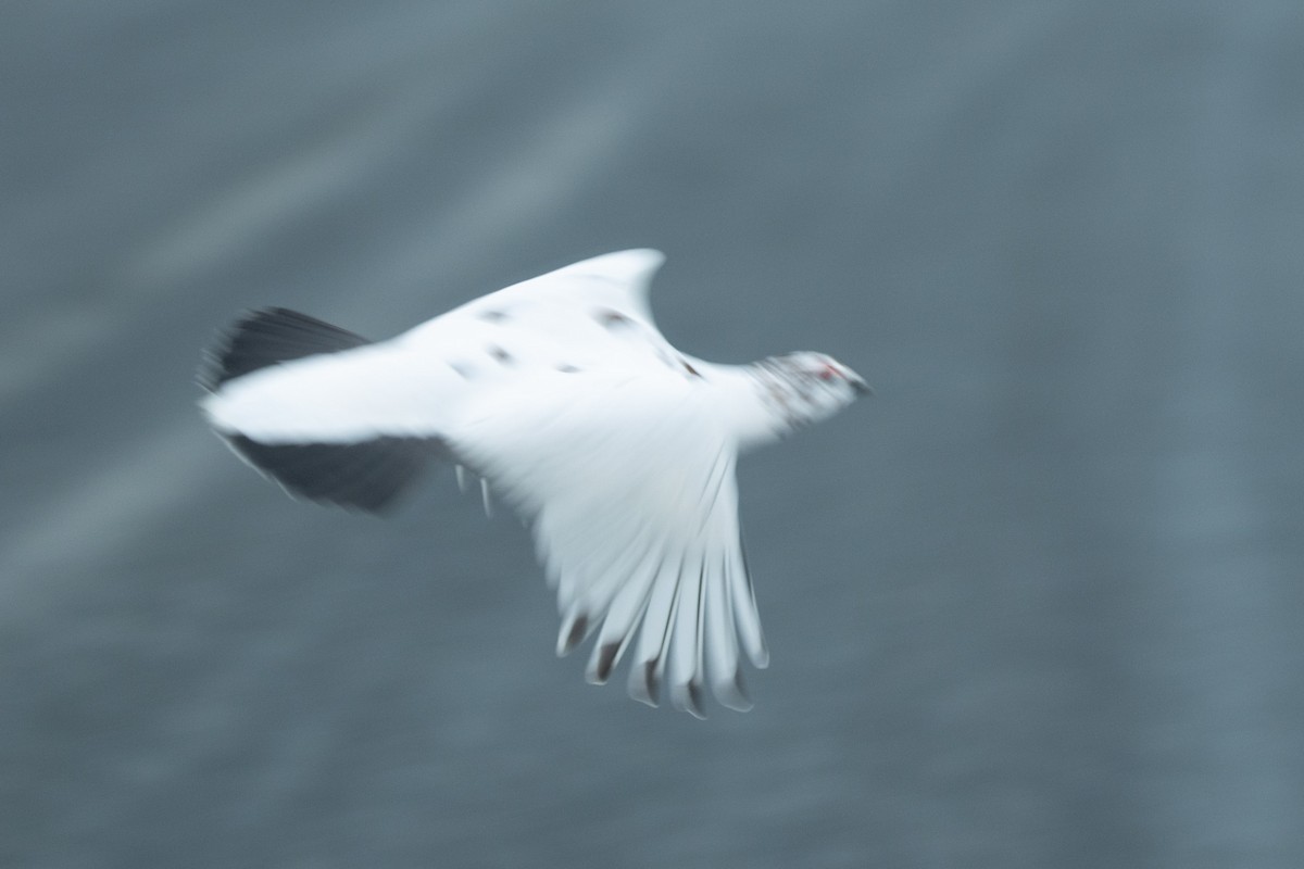 Willow Ptarmigan - ML646962923