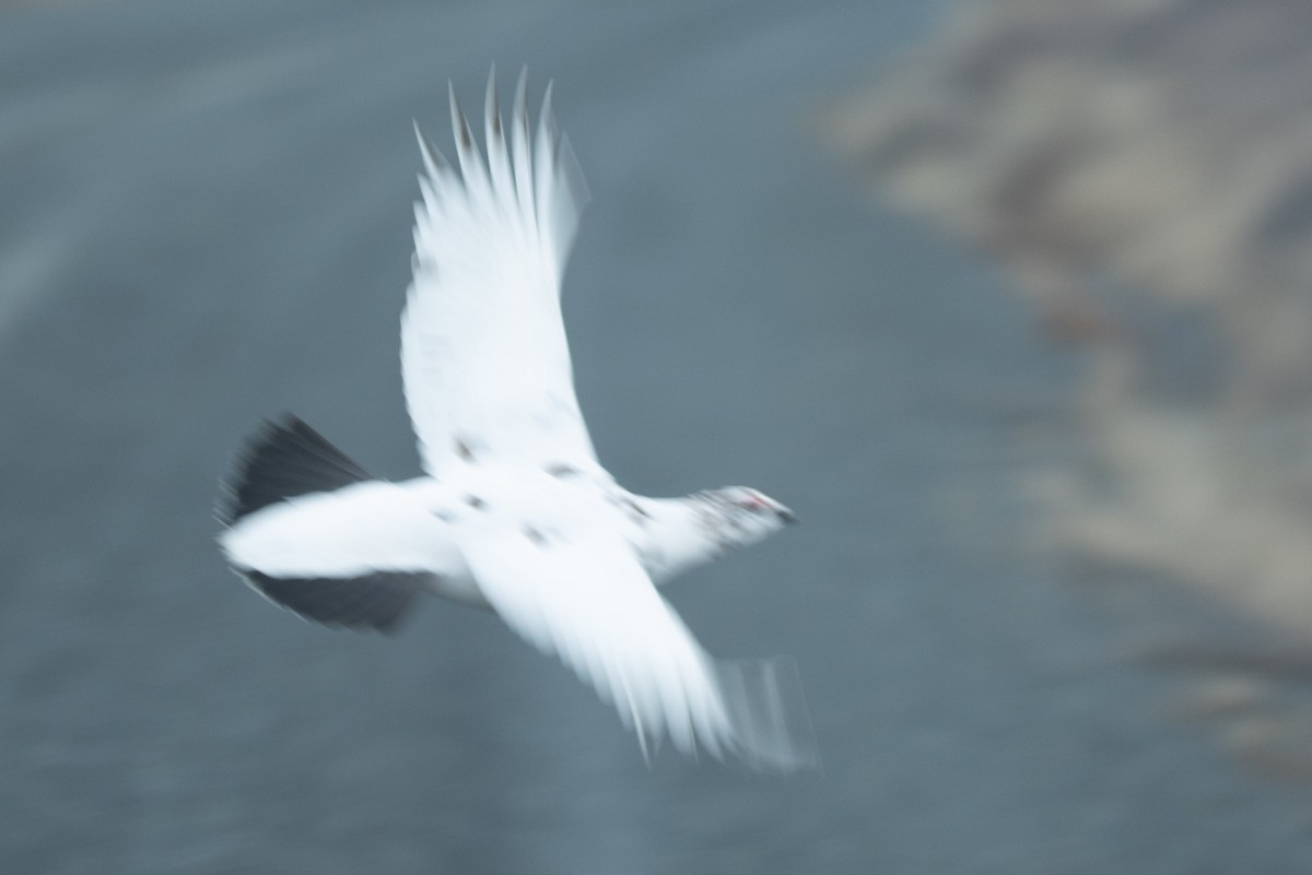 Willow Ptarmigan - ML646962924