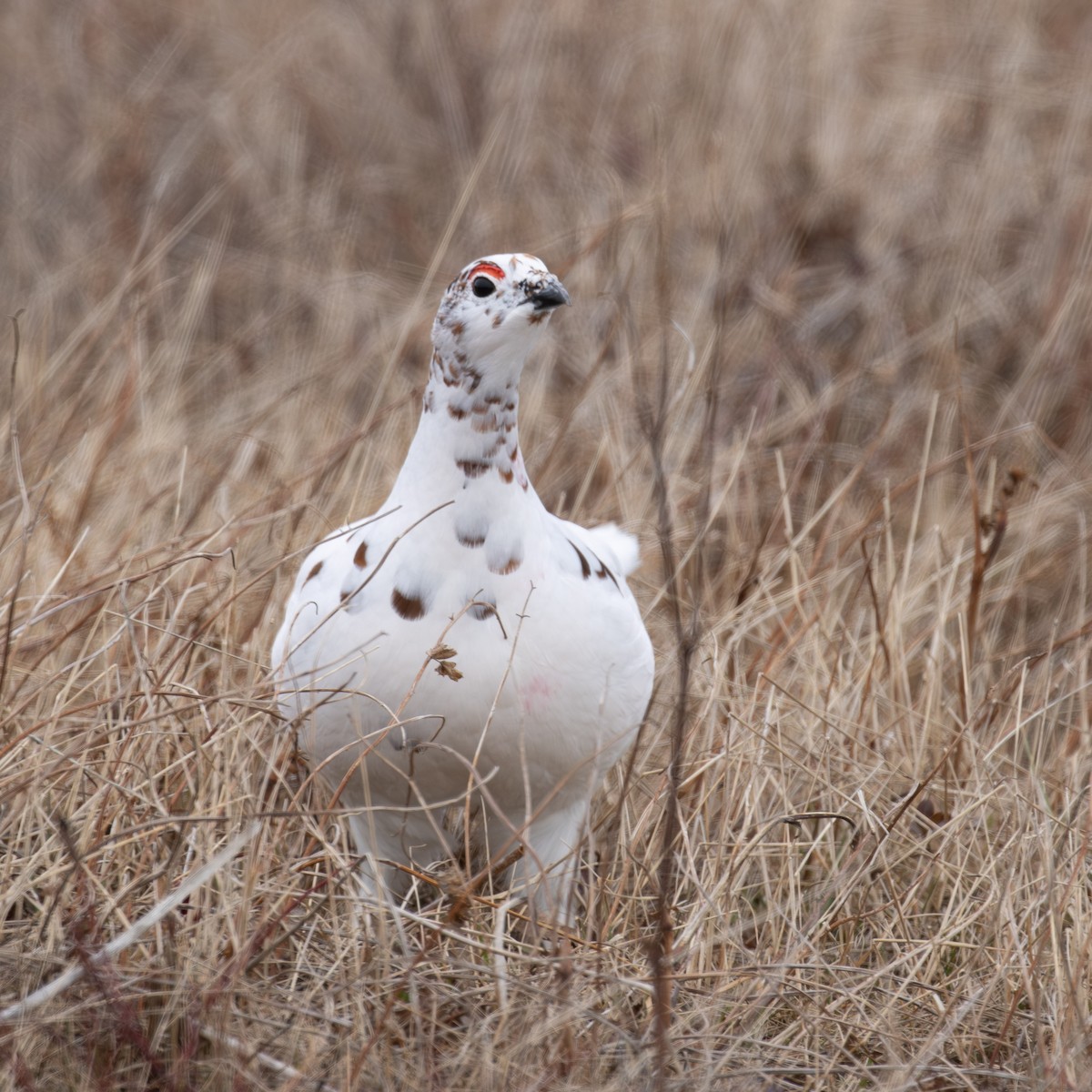 Willow Ptarmigan - ML646962925