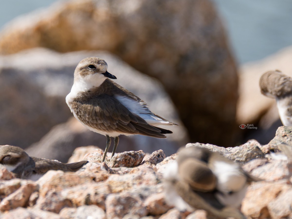 Greater Sand-Plover - ML646962926