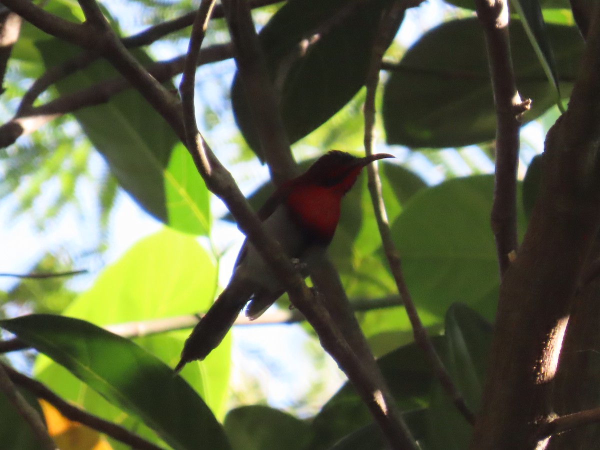 Vigors's Sunbird - ML646962927