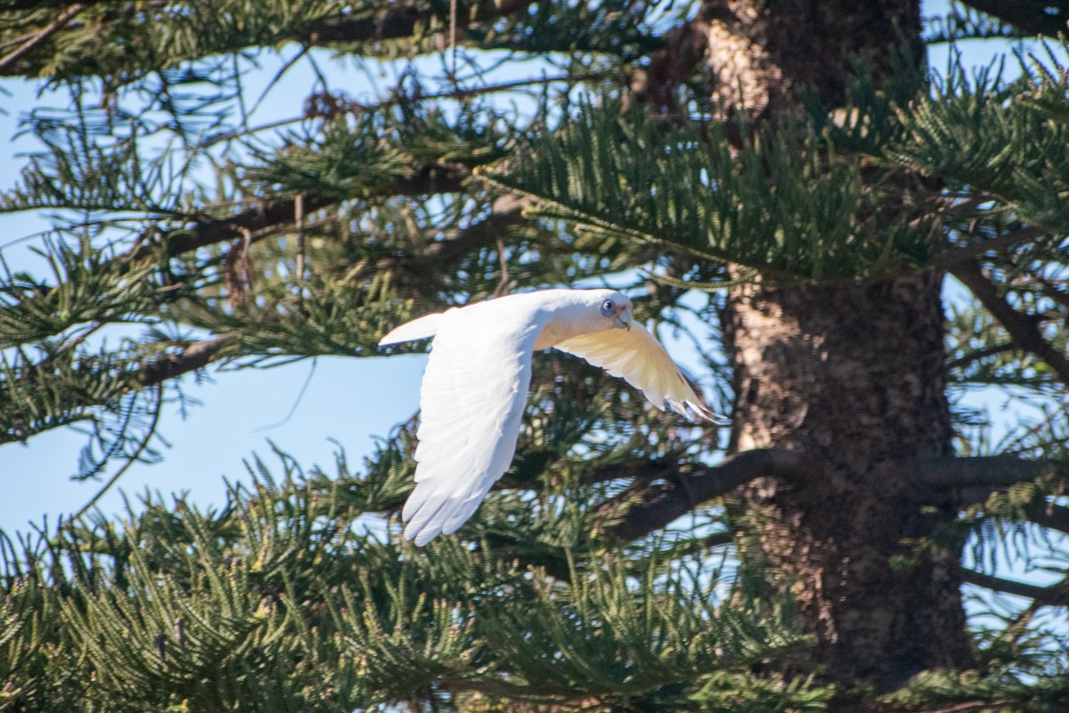 Little Corella - ML646962928