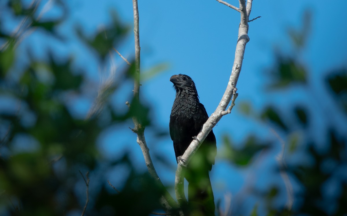Groove-billed Ani - ML646962929