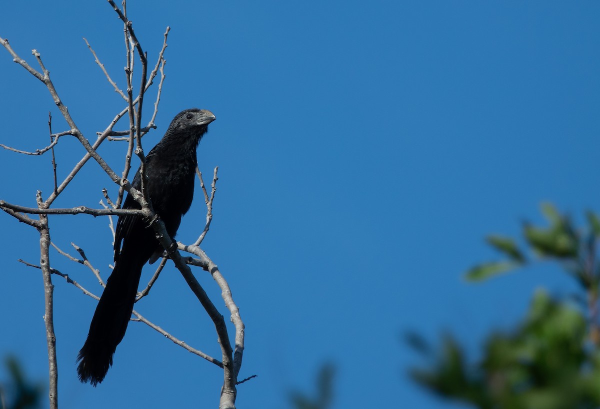 Groove-billed Ani - ML646962930