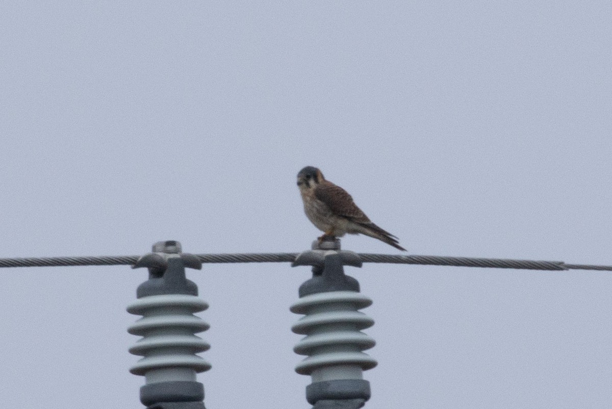 American Kestrel - ML646962931
