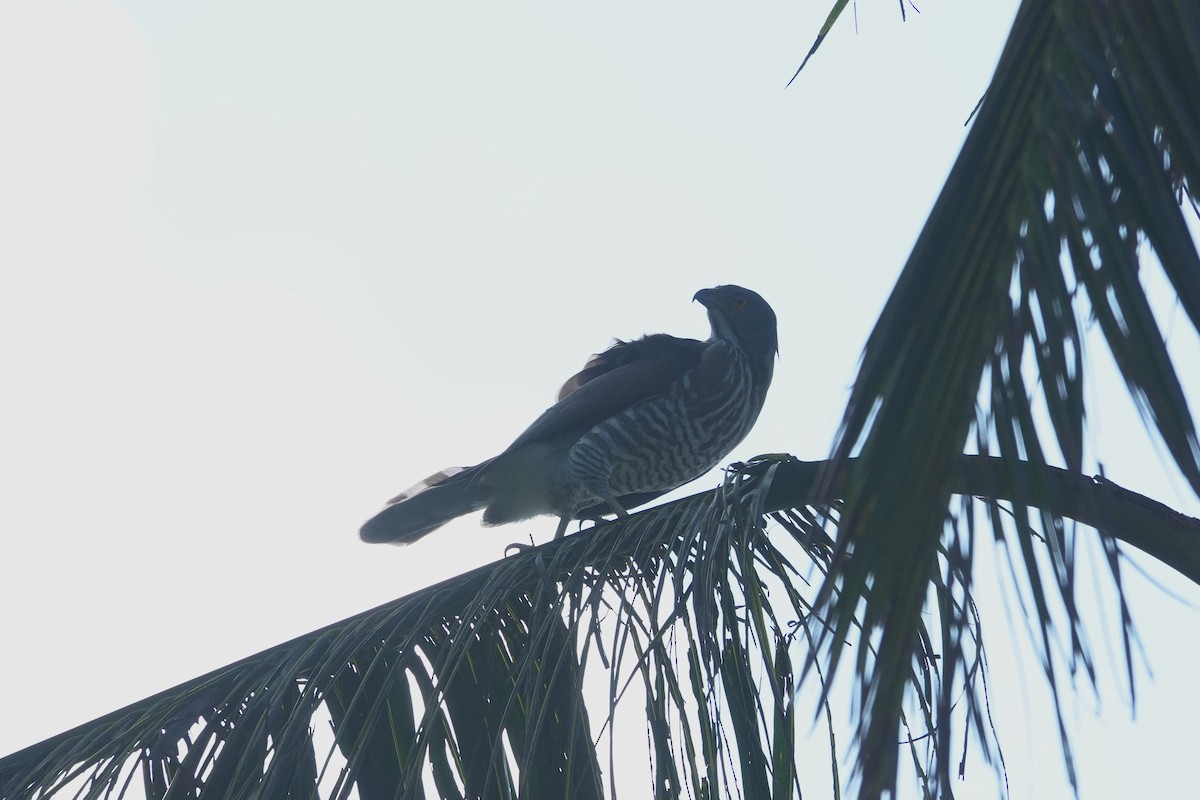 Crested Goshawk - ML646962933