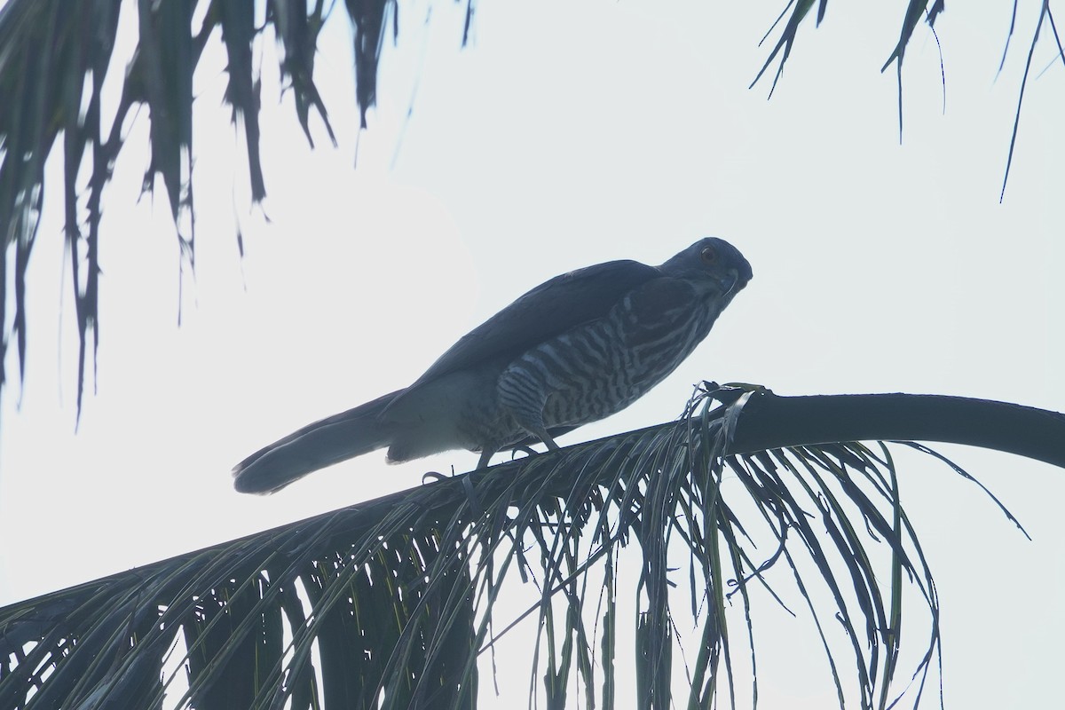 Crested Goshawk - ML646962934