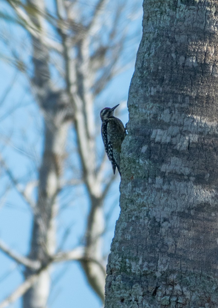 Yellow-bellied Sapsucker - ML646962935