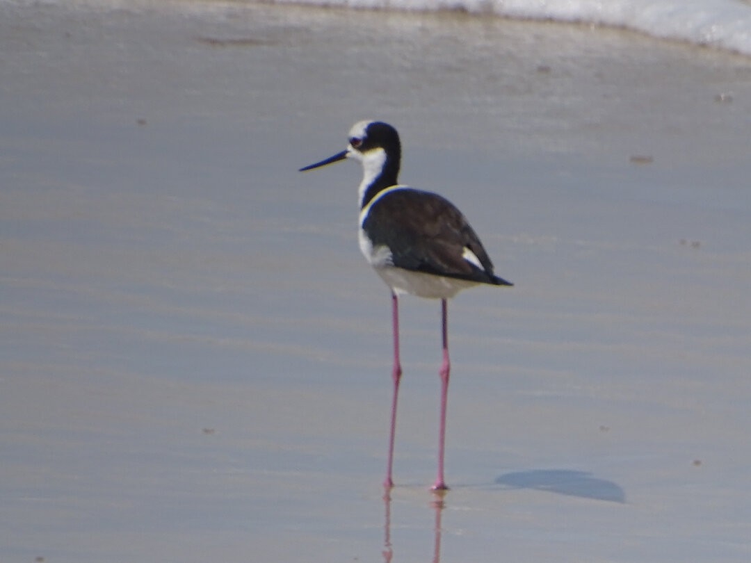 Black-necked Stilt (White-backed) - ML646962937