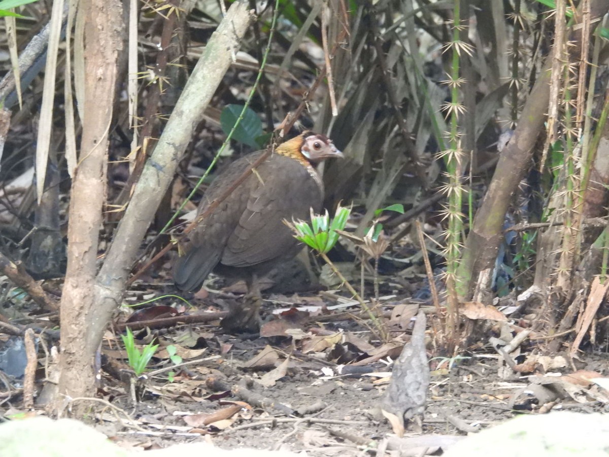 Red Junglefowl - ML646962938