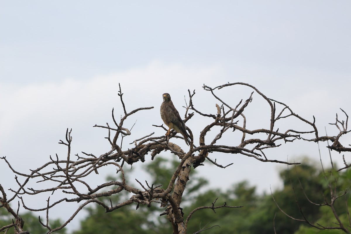 Busardo Tisa - ML646962942