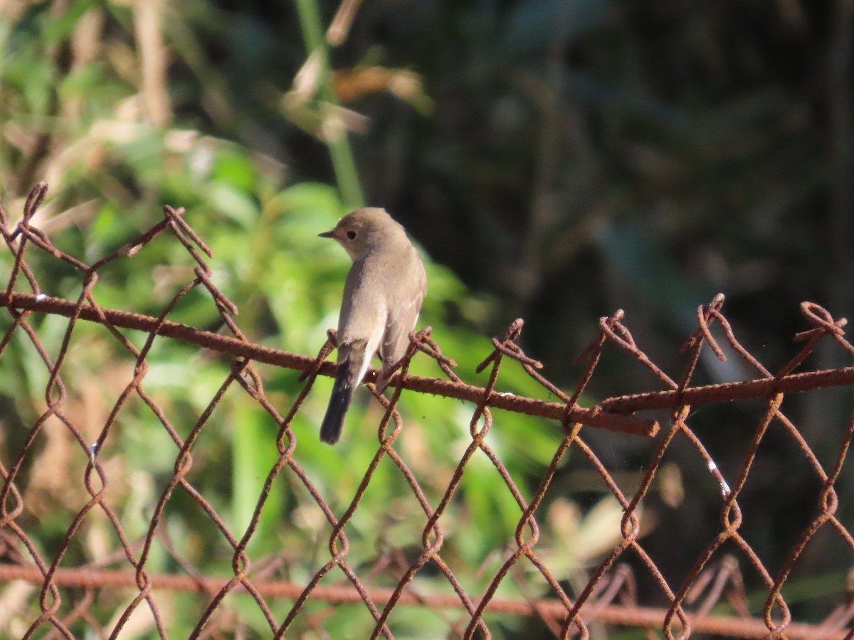 Red-breasted Flycatcher - ML646962948