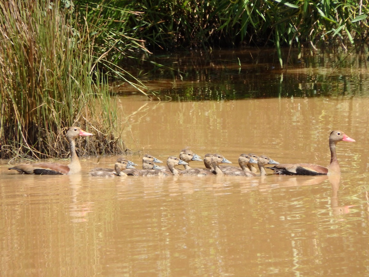 Black-bellied Whistling-Duck - ML646962949