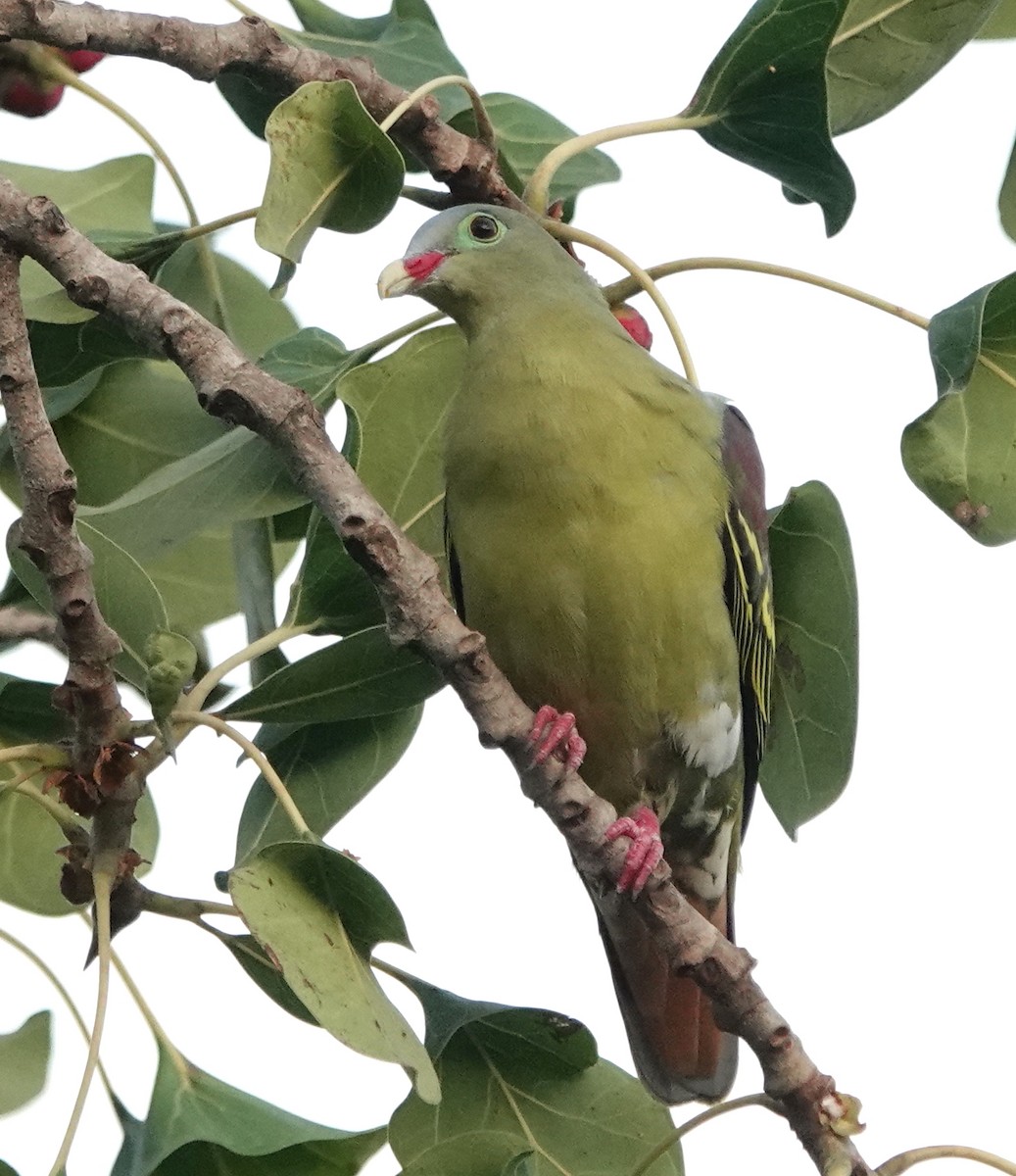 Thick-billed Green-Pigeon - ML646962950