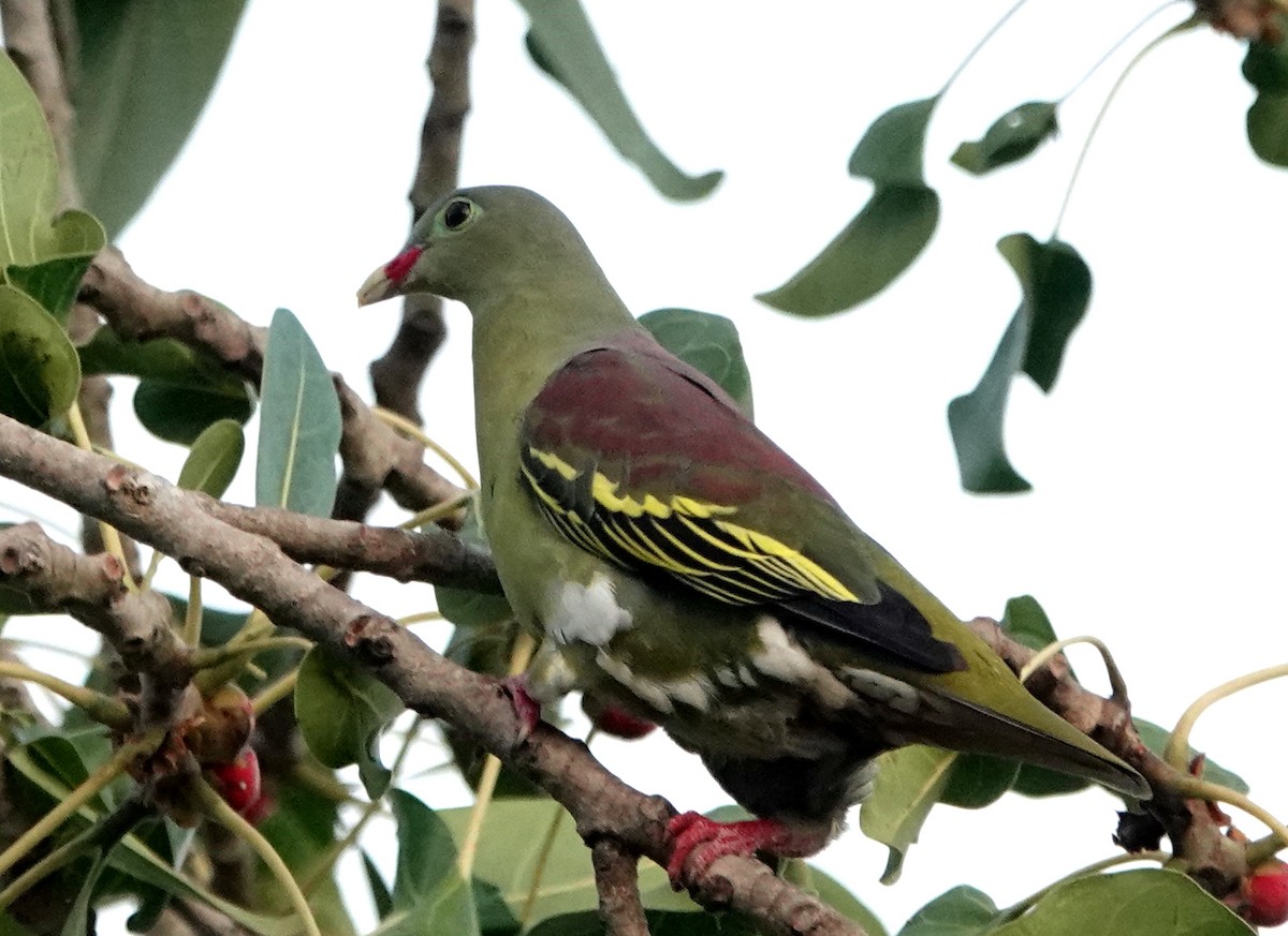 Thick-billed Green-Pigeon - ML646962951