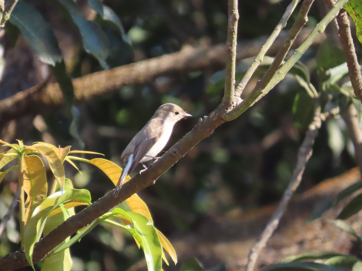 Red-breasted Flycatcher - ML646962952