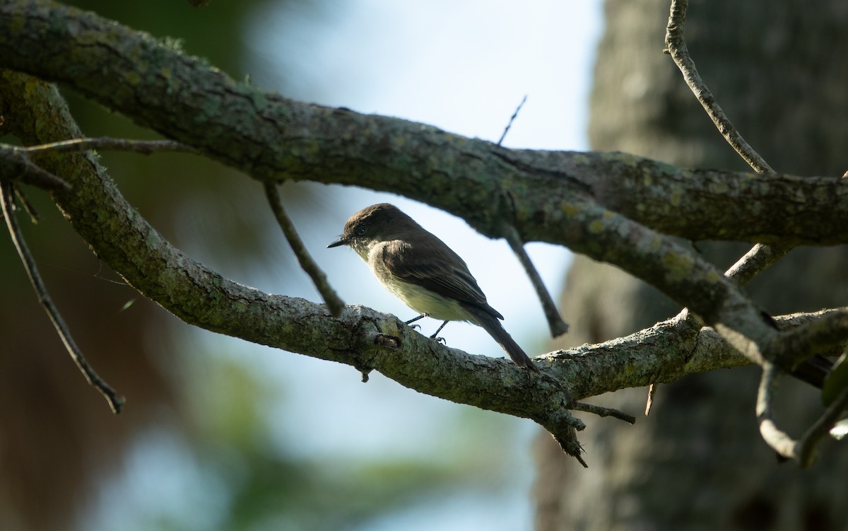 Eastern Phoebe - ML646962954