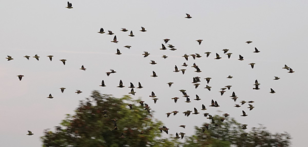 Thick-billed Green-Pigeon - ML646962955