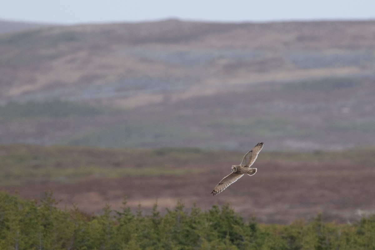 Short-eared Owl - ML646962956