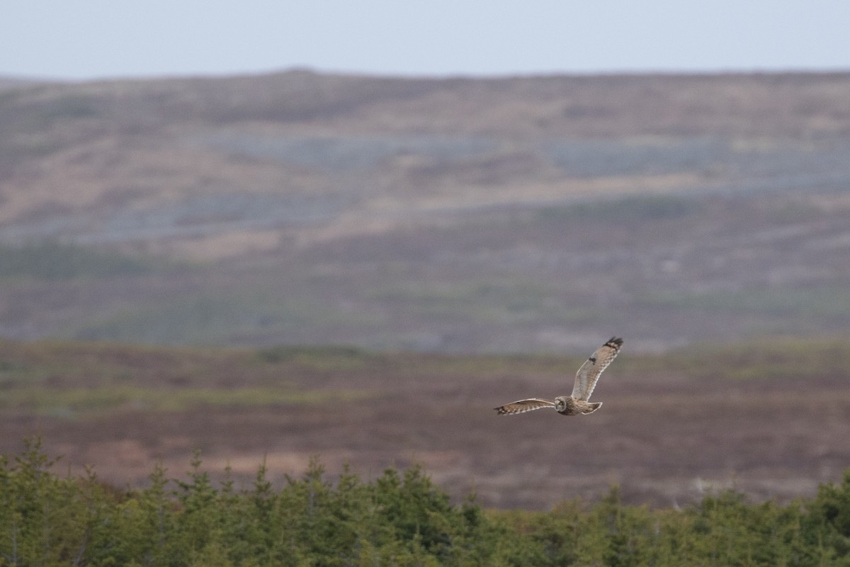 Short-eared Owl - ML646962957