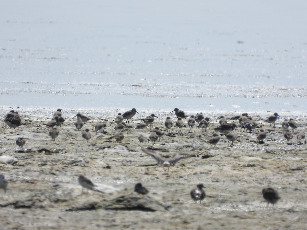 Curlew Sandpiper - ML646962958